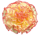 گل میخک فیستا کوماچی